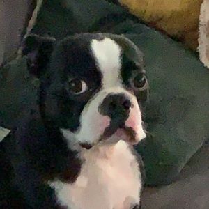 Meet your Posher, Sam